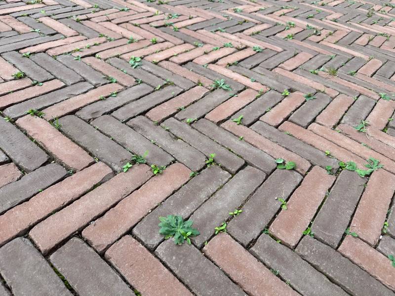 Désherbage d'un parvis d'une institution européenne à Strasbourg